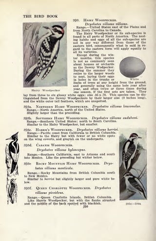 Hairy Woodpecker
THE BIRD BOOK
3Q3. HAIRY WOODPECKER.
Dryobates villosus villosus.
Range. United States east of the Plains and
from North Carolina to Canada.
The Hairy Woodpecker or its sub-species is
found in all parts of North America. The nest-
ing habits and eggs of all the sub-species are
not in any way different from those of the
eastern bird, consequently what is said in re-
Sard to the eastern form will apply equally to
all its varieties.
Except during the win-
ter months, this species
is not as commonly seen
about houses or orchards
as the Downy Wodpecker.
During the summer they
retire to the larger woods
to nest, laying their eggs
in holes in the trunks or White
limbs of trees at any height from the ground,
and generally using the same hole year after
year, and often twice or three times during
one season, if the first sets are taken. They
lay from three to six glossy white eggs ; size .95 x .70. This species can be dis-
tinguished from the Downy Woodpeckers by their larger size (9 inches long),
and the white outer tail feathers, which are unspotted.
393a. NORTHERN HAIRY WOODPECKER. Dryobates villosus leucomelas.
Range. North America, north of the United States.
Slightly larger than the preceding.
3931). SOUTHERN HAIRY WOODPECKER. Dryobates villosus auduboni.
Range. Southern United States; north to South Carolina.
Similar to the Hairy Woodpecker, but smaller.
393c. HARRIS'S WOODPECKER. Dryobates villosus harrisi.
Range. Pacific coast from California to British Columbia.
Similar to the Hairy but with fewer or no white spots
on the wing coverts, and grayish on the underparts.
393d. CABANIS WOODPECKER.
Dryobates villosus hyloscopus.
Range. Southern California, east to Arizona and south
into Mexico. Like the preceding but whiter below.
393e ROCKY MOUNTAIN HAIRY WOODPECKER. Dryo-
bates villosus monticola.
Range. Rocky Mountains from British Columbia south
to New Mexico.
Similar to liarrisi but slightly larger and pure white be-
low.
393f. QUEEN CHARLOTTE WOODPECKER. Dryobates
villosus picoideus.
Range. Queen Charlotte Islands, British Columbia.
Like Harris Woodpecker, but with the flanks streaked
and the middle pf the back spotted with blackish. 393c 394a
50
 