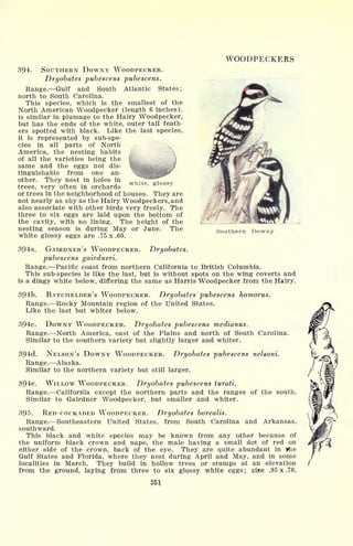 WOODPECKERS
394. SOUTHERN DOWNY WOODPECKER.
Dryobates pubescens pubescens.
Range. Gulf and South Atlantic States;
north to South Carolina.
This species, which is the smallest of the
North American Woodpecker (length 6 inches),
is similar in plumage to the Hairy Woodpecker,
but has the ends of the white, outer tail feath-
ers spotted with black. Like the last species,
it is represented by sub-spe-
cies in all parts of North X
America, the nesting habits 
of all the varieties being the
same and the eggs not dis-
tinguishable from one an-
other. They nest in holes in
trees, very often in orchards
or trees in the neighborhood of houses. They are
not nearly as shy as the Hairy Woodpeckers, and
also associate with other birds very freely. The
three to six eggs are laid upon the bottom of
the cavity, with no lining. The height of the
nesting season is during May or June. The
white glossy eggs are .75 x .60.
white, glossy
Southern Downy
394a. GAIRDNER'S WOODPECKER. Dryobates.
pubescens gairdneri.
Range. Pacific coast from northern California to British Columbia.
This sub-species is like the last, but is without spots on the wing coverts and
is a dingy white below, differing the same as Harris Woodpecker from the Hairy.
394b. BATCHELDER'S WOODPECKER. Dryobates pubescens homorus.
Range. Rocky Mountain region of the United States.
Like the last but whiter below.
394c. DOWNY WOODPECKER. Dryobates pubescens medianus.
Range. North America, east of the Plains and north of South Carolina.
Similar to the southern variety but slightly larger and whiter.
394d. NELSON'S DOWNY WOODPECKER. Dryobates 'pubescens nelsoni.
Range. Alaska.
Similar to the northern variety but still larger.
394e. WILLOW WOODPECKER. Dryobates pubescens turati.
Range. California except the northern parts and the ranges of the south.
Similar to Gairdner Woodpecker, but smaller and whiter.
395. RED-COCKADED WOODPECKER. Dryobates borealis.
Range. Southeastern United States, from South Carolina and Arkansas,
southward.
This black and white species may be known from any other because of
the uniform black crown and nape, the male having a small dot of red on
either side of the crown, back of the eye. They are quite abundant in ttie
Gulf States and Florida, where they nest during April and May, and in some
localities in March. They build in hollow trees or stumps at an elevation
from the ground, laying from three to six glgssy white eggs; size .95 x .70.
251
 