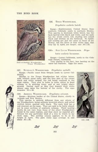 THE BIRD BOOK
396,
Red-cockaded Woodpecker
Texas Woodpecker
3Q6. TEXAS WOODPECKER.
Dryobates scalaris bairdi.
Range. Southwestern United States from
southern Colorado south to northern Mexico.
This species is brownish white below, has the
back barred with black and white, and the male
has the whole crown red, shading into mixed
black and whitish on the forehead. Its habits
and nesting are just the same as those of the
Downy, but the three or four white eggs, that
they lay in April, are larger; size .80 x .65.
396a. SAN LUCAS WOODPECKER. Dryo-
bates scalaris lucasanus.
Range. Lower California, north to the Colo-
rado Desert, California.
Very similar to the last; less barring on the
outer tail feathers. Eggs the same.
397. NUTTALI/S WOODPECKER. Dryobates nuttalli.
Range. Pacific coast from Oregon south to Lower Cal-
ifornia.
Similar to the Texan Woodpecker but whiter below,
with whitish nasal tufts, and the fore part of the crown
black and white striped, the red being confined to the
nape region. They nest in holes in trees, either in dead
stumps or in growing trees, and at any height above
ground. During April or May they deposit their white
glossy eggs upon the bottom of the cavity. The eggs
measure .85 x .65.
398. ARIZONA WOODPECKER. Dryobates arizonce.
Range. Mexican border of the United States, chiefly in
Arizona and New Mexico.
This species is entirely different from any others of
our Woodpeckers, being uniform brownish above, and soiled
whitish below, spotted with black. The male bird has a
red crescent on the nape. They are said to be fairly abund-
ant in some sections of southern Arizona. Their nesting
habits do not vary from those of the other Woodpeckers
found in the same regions, and they show no especial pre-
ference for any particular kind of a tree in which to lay
their eggs. The nesting season appears to be at its
height in April. The pure white eggs average in size
about .85x.60.
252
 