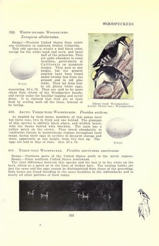 WOODPECKERS
399- WHITE-HEADED WOODPECKER.
Xenopicus albolarvatus.
Range. Western United States from south-
ern California to southern British Columbia.
This odd species is wholly a dull black color,
except for the white head and neck, and basal
half of the primaries. They
are quite abundant in some
localities, particularly in
California on mountain
ranges. They nest at any
height, but the greater
number have been found
under twenty feet from the
ground and in old pine
White stubs. They lay from four
to six glossy white eggs,
measuring .95 x .70. They are said to be more
silent than others of the Woodpecker family,
and rarely make the familiar tapping and never
drum. It is claimed that they get at their
food by scaling bark off the trees, instead of
by boring.
400.
40!.
Three-toed Woodpecker
Arctic Three-toe^ Woodpecker
ARCTIC THREE-TOED WOODPECKER. Picoides arcticus.
As implied by their name, members of this genus have
but three toes, two in front and one behind. The plumage
of this species is entirely black above, and whitish below,
with the flanks barred with blackish. The male has a
yellow patch on the crown. They breed abundantly in
coniferous forests in mountainous regions throughout their
range, laying their eggs in cavities in decayed stumps and
trees, apparently at any height, from five feet up. The
eggs are laid in May or June. Size .95 x .70. White
401. THREE-TOED WOODPECKER. Picoides americanus americanus.
Range. Northern parts of the United States north to the Arctic regions.
Range. From northern United States northward. ,
The chief difference between this species and the last is in the white on the
back, either as a patch or in the form of broken bars. The nesting habits are
just the same and the eggs cannot be distinguished from those of the preceding.
Both forms are found breeding in the same localities in the Adirondacks and in
nearly all other portions of their range.
253
 