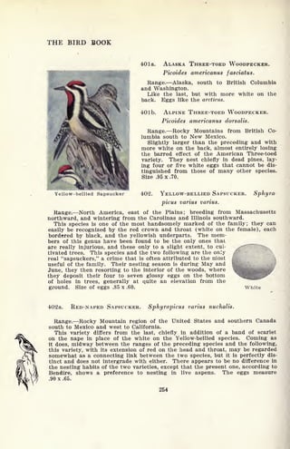 THE BIRD BOOK
401a. ALASKA THREE-TOED WOODPECKER.
Picoides americanus fasciatus.
Range. Alaska, south to British Columbia
and Washington.
Like the last, but with more white on the
back. Eggs like the arcticus.
401b. ALPINE THREE-TOED WOODPECKER.
Picoides americanus dorsalis.
Range. Rocky Mountains from British Co-
lumbia south to New Mexico.
Slightly larger than the preceding and with
more white on the back, almost entirely losing
the barred effect of the American Three-toed
variety. They nest chiefly in dead pines, lay-
ing four or five white eggs that cannot be dis-
tinguished from those of many other species.
Size .95 x .70.
Yellow-bellied Sapsucker 402. YELLOW-BELLIED SAPSUCKER. Sphyra
picus varius varius.
Range. North America, east of the Plains; breeding from Massachusetts
northward, and wintering from the Carolinas and Illinois southward.
This species is one of the most handsomely marked of the family; they can
easily be recognized by the red crown and throat (white on the female), each
bordered by black, and the yellowish underparts. The mem-
bers of this genus have been found to be the only ones thai
are really injurious, and these only to a slight extent, to cui- /-"^
tivated trees. This species and the two following are the only /
'
;
real "sapsuckers," a crime that is often attributed to the most fffc
useful of the family. Their nesting season is during May and
June, they then resorting to the interior of the woods, where
they deposit their four to seven glossy eggs on the bottom
of holes in trees, generally at quite an elevation from the
ground. Size of eggs .85 x .60. White
402a. RED-NAPED SAPSUCKER. Sphyrapicus varius nuchalis.
Range. Rocky Mountain region of the United States and southern Canada
south to Mexico and west to California.
This variety differs from the last, chiefly in addition of a band of scarlet
on the nape in place of the white on the Yellow-bellied species. Coming as
it does, midway between the ranges of the preceding species and the following,
this variety, with its extension of red on the head and throat, may be regarded
somewhat as a connecting link between the two species, but it is perfectly dis-
tinct and does not intergrade with either. There appears to be no difference in
the nesting habits of the two varieties, except that the present one, according to
Bendire, shows a preference to nesting in live aspens. The eggs measure
.90 x .65.
254
 