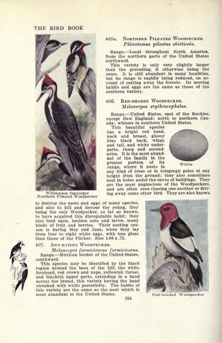 THE BIRD BOOK
mmm
Williamson Sapsucker
Northern Pileated Woodpecker
405a. NORTHERN PILEATED WOODPECKER.
Phlceotomus pileatus abieticola.
Range. Local throughout North America,
from the northern parts of the United States
northward.
This variety is only very slightly larger
than the preceding, it otherwise being the
same. It is still abundant in many localities,
but its range is rapidly being reduced, on ac-
count of cutting away the forests. Its nesting
habits and eggs are the same as those of the
southern variety.
406. RED-HEADED WOODPECKER.
Melanerpes erythroeephalus.
Range. United States, east of the Rockies,
except New England; north to northern Can-
ada; winters in southern United States.
This beautiful species
has a bright red head,
neck and breast, glossy
blue black back, wings
and tail, and white under-
parts, rump and second-
aries. It is the most abund-
ant of the family in the
greater portion of its
range, where it nests in
any kind of trees or in telegraph poles at any
height from the ground; they also sometimes
nest in holes under the eaves of buildings. They
are the most pugnacious of the Woodpeckers,
and are often seen chasing one another or driv-
ing away some other bird. They are also known
White
to destroy the nests and eggs of many species,
and also to kill and devour the young, they
being the only Woodpecker, so far as known,
to have acquired this disreputable habit; they
also feed upon, besides ants and larvae, many
kinds of fruit and berries. Their nesting sea-
son is during May and June, when they lay
from four to eight white eggs, with less gloss
than those of the Flicker. Size 1.00 x .75.
407. ANT-EATING WOODPECKER.
Melanerpes formicivorus formicivorus.
Range. Mexican border of the United States,
southward.
This species may be identified by the black
region around the base of the bill, the white
forehead, red crown and nape, yellowish throat,
and blackish upper parts, extending in a band
across the breast, this variety having the band
streaked with white posteriorly. The habits of
this variety are the same as the next which is
most abundant in the United States.
256
Red-headed Woodpecker
 