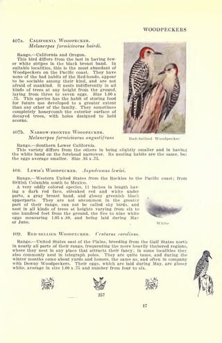 WOODPECKERS
407a. CALIFORNIA WOODPECKER.
Melanerpes formicivorus bairdi.
Range. California and Oregon.
This bird differs from the last in having few-
er white stripes in the black breast band. In
suitable localities, this is the most abundant of
Woodpeckers on the Pacific coast. They have
none of the bad habits of the Red-heads, appear
to be sociable among their kind, and are not
afraid of mankind. It nests indifferently in all
kinds of trees at any height from the ground,
laying from three to seven eggs. Size 1.00 x
.75. This species has the habit of storing food
for future use developed to a greater extent
than any other of the family. They sometimes
completely honeycomb the exterior surface of
decayed trees, with holes designed to hold
acorns.
407b. NARROW-FRONTED WOODPECKER.
Melanerpes formicivorus angustifrons Red-bellied Woodpecker
Range. Southern Lower California.
This variety differs from the others in being slightly smaller and in having
the white band on the forehead narrower. Its nesting habits are the same, but
the eggs average smaller. Size .95 x .75.
408. LEWIS'S WOODPECKER. Asyndesmus lewisi.
Range. Western United States from the Rockies to the Pacific coast; from
British Columbia south to Mexico.
A very oddly colored species, 11 inches in length hav-
ing a dark red face, streaked red and white under
parts, a gray breast band, and glossy greenish black
upperparts. They are not uncommon in the greater
part of their range, can not be called shy birds, and
nest in all kinds of trees at heights varying from six to
one hundred feet from the ground, the five to nine white
eggs measuring 1.05 x .80, and being laid during May
or June. White
109. RED-BELLIED WOODPECKER. Centurus carolinus.
Range. United States east of the Plains, breeding from the Gulf States north
in nearly all parts of their range, frequenting the more heavily timbered regions,
where they nest in any place that attracts their fancy; in some localities they
also commonly nest in telegraph poles. They are quite tame, and during the
winter months come about yards and houses, the same as, and often in company
with Downy Woodpeckers. Their eggs, which are laid during May, are glossy
white, average in size 1.00 x .75 and number from four to six.
17
 