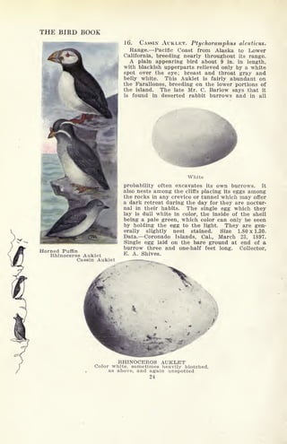THE BIRD BOOK
Horned Puffin
Rhinoceros Auklet
Cassin Auklet
16. CASSIN AUKLET. Ptychoramphus aleuticus*
Range. Pacific Coast from Alaska to Lower
California, breeding nearly throughout its range.
A plain appearing bird about 9 in. in length,
with blackish upperparts relieved only by a white
spot over the eye; breast and throat gray and
belly white. This Auklet is fairly abundant on
the Farallones, breeding on the lower portions of
the island. The late Mr. C. Barlow says that it
is found in deserted rabbit burrows and in all
White
probability often excavates its own burrows. It
also nests among the cliffs placing its eggs among
the rocks in any crevice or tunnel which may offer
a dark retreat during the day for they are noctur-
nal in their habits. The single egg which they
lay is dull white in color, the inside of the shell
being a pale green, which color can only be seen
by holding the egg to the light. They are gen-
erally slightly nest stained. Size 1.80 x 1.30.
Data. Coronado Islands, Cal., March 23, 1897.
Single egg laid on the bare ground at end of a
burrow three and one-half feet long. Collector,
E. A. Shives.
RHINOCEROS AUKLET
Color white, sometimes heavily blotched,
as above, and again unspotted
24
 