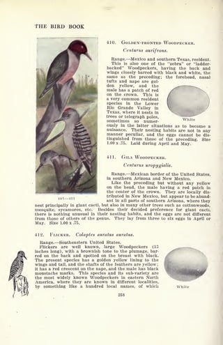 THE BIRD BOOK
White
410. GOLDEN-FRONTED WOODPECKER.
Centurus aurifrons.
Range. Mexico and southern Texas, resident.
This is also one of the "zebra" or "ladder-
backed" Woodpeckers, having the back and
wings closely barred with black and white, the
same as the preceding; the forehead, nasal
tufts and nape are gol-
den yellow, and the
male has a patch of red
on the crown. This is
a very common resident
species in the Lower
Rio Grande Valley in
Texas, where it nests in
trees or telegraph poles,
sometimes so numer-
ously in the latter situations as to become a
nuisance. Their nesting habits are not in any
manner peculiar, and the eggs cannot be dis-
tinguished from those of the preceding. Size
1.00 x .75. Laid during April and May.
411. GILA WOODPECKER.
Centurus uropygialis.
Range. Mexican border of the United States,
in southern Arizona and New Mexico.
Like the preceding but without any yellow
on the head, the male having a red patch in
the center of the crown. They are locally dis-
tributed in New Mexico, but appear to be abund-
ant in all parts of southern Arizona, where they
nest principally in giant cacti, but also in many other trees such as cottonwoods,
mesquite, sycamores, etc. Besides their decided preference for giant cacti,
there is nothing unusual in their nesting habits, and the eggs are not different
from those of others of the genus. They lay from three to six eggs in April or
May. Size 1.00 x .75.
408 411
412. FLICKER. Colaptes auratus auratus.
Range. Southeastern United States.
Flickers are well known, large Woodpeckers (13
inches long), with a brownish tone to the plumage, bar-
red on the back and spotted on the breast with black.
The present species has a golden yellow lining to the
wings and tail, and the shafts of the feathers are yellow;
it has a red crescent on the nape, and the male has black
moustache marks. This species and its sub-variety are
the most widely known Woodpeckers in eastern North
America, where they are known in different localities,
by something like a hundred local names, of which
258
White
 