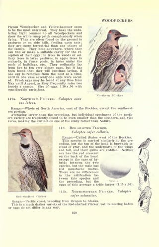 WOODPECKERS
Pigeon Woodpecker and Yellow-hammer seem
to be the most universal. They have the undu-
lating flight common to all Woodpeckers and
show the white rump patch conspicuously when
flying. They are often found on the ground in
pastures or on side hills, feeding upon ants;
they are more terrestrial than any others of
the family. They nest anywhere, where they
can find or make a suitable cavity for the re-
ception of their eggs; in trees in woods or sol-
itary trees in large pastures, in apple trees in
orchards, in fence posts, in holes under the
roofs of buildings, etc. They ordinarily lay
from five to ten very glossy eggs, but it has
been found that they will continue laying, if
one egg is removed from the nest at a time,
until in one case seventy-one eggs were secur-
ed. Fresh eggs may be found at any time from
May until August, as they frequently raise two
broods a season. Size of eggs, 1.10 x .90 with
considerable variations.
412a. NORTHERN P'LICKER.
tus luteus.
Colaptes aura-
Northern Flicker
Range. Whole of North America, east of the Rockies, except the southeast-
ern portion.
Averaging larger than the preceding, but individual specimens of the north-
ern variety are frequently found to be even smaller than the southern, and vice
versa, making the distinction one of the study rather than Nature.
413. RED-SHAFTED FLICKER.
Colaptes cafer collaris.
Range. United States west of the Rockies.
This species is marked similarly to the pre-
ceding, but the top of the head is brownish in-
stead of gray, and the underparts of the wings
and tail, and their quills are reddish. Neither
sex has the red crescent
on the back of the head,
except in the case of hy-
brids between the 'two
species, but the male has I
red moustache marks. * j
There are no differences
in the nidification be-
tween this species and
the preceding, but the White
eggs of this average a trifle larger (1.15x.90).
41 3a. NORTHWESTERN FLICKER. Colaptes
cafer saturatior.
Range. Pacific coast, breeding from Oregon to Alaska.
This is a much darker variety of the Red-shafted Flicker, but its nesting habits
or eggs do not differ in any way.
259
Red-shafted Flicker
 