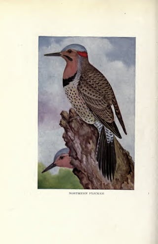 NORTHERN FLICKER
 