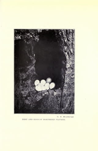 G. E. Moulthrope
NEST AND EGGS OF NORTHERN FLICKER
 