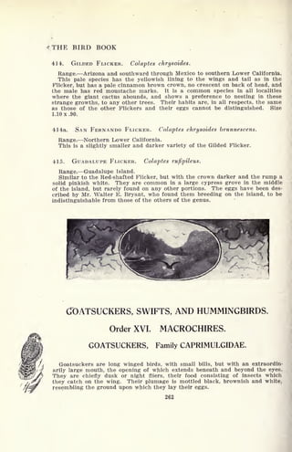 f.THE BIRD BOOK
414. GILDED FLICKER. Colaptes chrysoides.
Range. Arizona and southward through Mexico to southern Lower California.
This pale species has the yellowish lining to the wings and tail as in the
Flicker, but has a pale cinnamon brown crown, no crescent on back of head, and
the male has red moustache marks. It is a common species in all localities
where the giant cactus abounds, and shows a preference to nesting in these
strange growths, to any other trees. Their habits are, in all respects, the same
as those of the other Flickers and their eggs cannot be distinguished. Size
1.10 x .90.
414a. SAN FERNANDO FLICKER. Colaptes chrysoides brunnescens.
Range. Northern Lower California.
This is a slightly smaller and darker variety of the Gilded Flicker.
415. GUADALUPE FLICKER. Colaptes rufipileus.
Range. Guadalupe Island.
Similar to the Red-shafted Flicker, but with the crown darker and the rump a
solid pinkish white. They are common in a large cypress grove in the middle
of the island, but rarely found on any other portions. The eggs have been des-
cribed by Mr. Walter E. Bryant, who found them breeding on the island, to be
indistinguishable from those of the others of the genus.
GOATSUCKERS, SWIFTS, AND HUMMINGBIRDS.
Order XVI. MACROCHIRES.
GOATSUCKERS, Family CAPRIMULGIDAE.
Goatsuckers are long winged birds, with small bills, but with an extraordin-
arily large mouth, the opening of which extends beneath and beyond the eyes.
They are chiefly dusk or night fliers, their food consisting of insects which
they catch on the wing. Their plumage is mottled black, brownish and white,
resembling the ground upon which they lay their eggs.
262
 