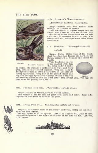 THE BIRD BOOK
41 7a. STEPHEN'S WHIP-POOR-WILL.
Antrostomus vociferus macromystax.
Range. Arizona and New Mexico, south
through the tableland of Mexico.
This sub-species is slightly larger and has
longer mouth bristles than the eastern bird.
Their nesting habits are the same and the eggs
differ only in averaging lighter in color, with
fainter markings, some specimens being almost
immaculate.
418. POOR-WILL. Phalcenoptilus nuttalli
nuttalli.
Range. United States west of the Missis-
sippi, breeding from Kansas and northern Cal-
ifornia northward to Montana and British Co-
lumbia.
This handsome species ^,- ^
is the smallest of the fam-
ily, being under 8 inches
in length. Its plumage is mottled black, white and frosty
gray, harmoniously blended together. They can easily be
distinguished from all other Goatsuckers by their size and
silvery appearance. They nest on the ground, either plac-
ing their two eggs upon a bed of leaves or upon a flat rock. White
The breeding season is from the latter part of May through July. The eggs are
pure white and glossy; size 1.00 x .75.
Poor-will
Merrill's Paraque
418a. FROSTED POOR-WILL. Phalcenoptilus nuttalli nitidus.
Range. Texas and Arizona, north to western Kansas.
This variety is like the last but paler, both above and below,
tinguishable from those of others of the genus.
Eggs indis-
41Sb. DUSKY POOR-WILL. Phalcenoptilus nuttalli californicus.
Range. A darker race found on the coast of California, having the same nest-
ing habits as the others.
The egg figured is of this species. Data. Los Angeles, Cal., June 24, 1900.
2 eggs on the ground at the foot of an oak tree on the side of a hill. Collector,
F. M. Palmer.
.
.
264
 