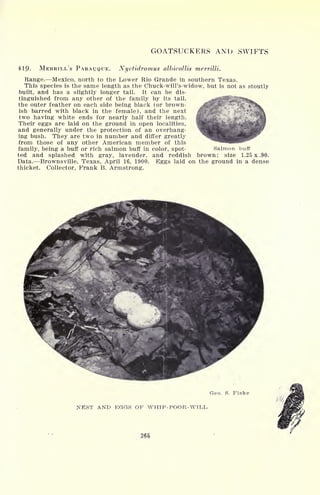 GOATSUCKERS AND SWIFTS
419- MERRILL'S PARATJQUE. Nyctidromus albicollis merrilli.
Range. Mexico, north to the Lower Rio Grande in southern Texas.
This species is the same length as the Chuck-will's-widow, but is not as stoutly
built, and has a slightly longer tail. It can be dis-
tinguished from any other of the family by its tail,
the outer feather on each side being black (or brown-
ish barred with black in the female), and the next
two having white ends for nearly half their length.
Their eggs are laid on the ground in open localities,
and generally under the protection of an overhang-
ing bush. They are two in number and differ greatly
from those of any other American member of this
family, being a buff or rich salmon buff in color, spot-
ted and splashed with gray, lavender, and reddish brown; size 1.25 x .90.
Data. Brownsville, Texas, April 16, 1900. Eggs laid on the ground in a dense
thicket. Collector, Frank B. Armstrong.
Salmon buff
Geo. S. Fiske
NEST AND EGGS OF WHIP-POOR-WILL
 