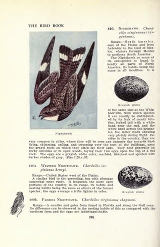 THE BIRD BOOK
Nighthawk
420. NIGHTHAWK. Chord-
eiles virginianus vir-
ginianus.
Range. North America,
east of the Plains and from
Labrador to the Gulf of Mex-
ico; winters through Mexico
to northern South America.
The Nighthawk or some of
its sub-species is found in
nearly all parts of North
America, its habits being the
same in all localities. It is
Grayish white
of the same size as the Whip-
poor-will, from which species
it can readily be distinguish-
ed by its lack of mouth bris-
tles, forked tail with a white
band near the end, and the
white band across the primar-
ies, the latter mark showing
very plainly during flight. Be-
sides in the country, they are
very common in cities, where they will be seen any summer day towards dusk
flying, skimming, sailing, and swooping over the tops of the buildings, upon
the gravel roofs on which they often lay their eggs. They nest generally on
rocky hillsides or in open woods, laying their two eggs upon the top of a flat
rock. The eggs are a grayish white color, marbled, blotched and spotted with
darker shades of gray. Size 1.20 x .85.
420a. WESTERN NIGHTHAWK. Chordeiles vir-
ginianus henryi.
Range. United States west of the Plains.
A similar bird to the preceding, but with plumage
somewhat more rusty. It frequents the more open
portions of the country in its range, its habits and
nesting habits being the same as others of the former
species; the eggs average a trifle lighter in color. Grayish white
420b. FLORIDA NIGHTHAWK. Chordeiles virginianus chapmani.
Range. A smaller and paler form found in Florida and along the Gulf coast.
No difference can be observed in the nesting habits of this as compared with the
northern form and the eggs are indistinguishable.
 