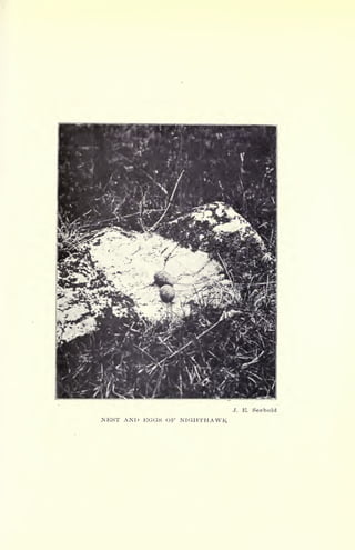 J. E. Seebold
NEST AND EGGS OF NIGHTHAWK-
 