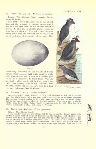 17. PAROQUET AUKLET. Phaleris psittacula.
Range. The Alaskan Coast, casually farther
south in winter.
This bird is about the same size as the preced-
ing, and the plumage is similar, except that it
has no white spot over the eye, and the breast is
white. It also has a slender plume extending
from back of the eye. The bill is very peculiar,
being quite deep and rounded and having an up-
ward tendency. It is orange red in color. They
DIVING BIRDS
Crested Auklet
White
breed very commonly on the islands of Bering
Strait. Their eggs are laid in the crevices of the
cliff, often several feet in and by a crooked path
so that it is impossible to reach them. The sin-
gle chalky white egg is laid in May. Size 2.30 x
1.45. Data. Rocky Islet in the Aleutians, June
22, 1890, Single egg laid on bare rock in a deep Paroquet Auklet
crevice. Collector, Capt. S. Wilson.
18. CRESTED AUKLET. Aethia cristatella.
Range. Alaska Coast, Similar in form and plumage to the latter, except
that the whole under parts are gray and it has a crest of recurved feathers.
The nesting season begins in May, the birds nesting upon the same islands
and in the same kinds of sites as the last species. The single egg is chalky
white. Size 2.10x1.50. Data. Unak Is., Alaska, July 1, 1900. Egg laid in a
crevice among the rocks. Collector, F. Weston.
19- WHISKERED AUKLET. Aethia pygmaea.
Range. The Alaska Coast.
Much smaller than the preceding; but 7.5 in. in length. Breast gray, belly
white; a small tuft of recurved feathers on the forehead and slender white
plumes from base of bill over the eye and from under the eye, backwards. The
bill in summer is a bright vermillion color. On some of the islands of the
Aleutian chain they breed quite abundantly. The nests are placed back in
the crevices of the rocks, where the single white eggs are laid. Size 2.00 x 1.25.
25
 