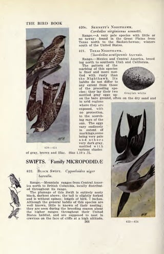 THE BIRD BOOK
420 421
420c. SENNETT'S NIGHTHAWK.
Cordeiles virginianus sennetti.
Range. A very pale species with little or
no tawny; found in the Great Plains from
Texas north to the Saskatchewan; winters
south of the United States.
421. TEXAS NIGHTHAWK.
Chordeiles acutipennu texensis.
Range. Mexico and Central America, breed
ing north to southern Utah and California.
The pattern of the
marking of this species
is finer and more mot-
tled with rusty than
the Nighthawk. Its ^m$t%<*t,Y
habits do not differ to
any extent from those
of the preceding spe-
cies; they lay their two Gravish whil
mottled gray eggs up-
on the bare ground, often on the dry sand and
in arid regions
where they are
exposed, with
no protection,
to the scorch-
ing rays of the
sun. The eggs
vary endlessly
in extent of
markings,some
being very pale
and others
very dark gray,
mottled with
various shades
of gray, brown and lilac. Size 1.10 x .75.
SWIFTS. Family MICROPODID^E
422. BLACK SWIFT.
borealis.
Cypseloides niger
Range. Mountain ranges from Central Amer-
ica north to British Columbia, locally distribut-
ed throughout its range.
The plumage of this Swift is entirely sooty
black, darkest above; the tail is slightly forked
and is without spines; length
of bird, 7 inches.
Although the general habits of this species are
well known, little is known of their nesting;
they are seen during the breeding season about
the higher ranges throughout their United
States habitat, and are supposed to nest in
crevices on the face of cliffs at a high altitude.
268 422424
 