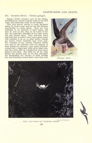 GOATSUCKERS AND SWIFTS
423. CHIMNEY SWIFT. Chcetura pelagica.
Range. North America east of the Plains,
breeding from central Canada, south to the Gulf
coast, and wintering south of our borders.
This well known species is sooty brownish
black, 5.5 inches long, and has the tail feathers
terminating in sharp spines. They are very
abundant in all portions of their range, and
may be seen on the wing at all hours of the
day, but especially abundant in the early morn-
ing and toward dusk. They formerly dwelt
and bred only in hollow trees, and a great many
still continue to do so, as large hollow stumps
are known where hundreds nest every year.
The majority of the eastern Chimney Swifts
now nest in old chimneys that are unused, at
least during the summer; some small chimneys
contain but a single pair while other large ones
may have from fifty to a hundred or more nests
glued to the sides. The birds are on the wing
during the greater part of the day, generally
not frequenting the vicinity of their nesting
site, but returning toward dusk, when they may Chimney Swift
E. R. Forrest
NEST AND EGGS OF CHIMNEY SWIFT
269
 