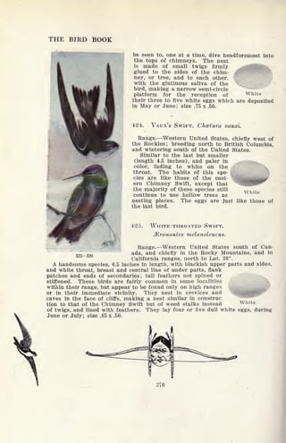 THE BIRD BOOK
be seen to, one at a time, dive headforemost into
the tops of chimneys. The nest
is made of small twigs firmly
glued to the sides of the chim-
ney, or tree, and to each other,
with the glutinous saliva of the v-
bird, making a narrow semi-circle
platform for the reception of White
their three to five white eggs which are deposited
in May or June; size .75 x .50.
424. VAUX'S SWIFT. Chcetura vauxi.
Range. Western United States, chiefly west of
the Rockies; breeding north to British Columbia,
and wintering south of the United States.
Similar to the last but smaller
(length 4.5 inches), and paler in
color, fading to white on the
throat. The habits of this spe-
cies are like those of the east-
ern Chimney Swift, except that
the majority of these species still
continue to use hollow trees as
nesting places. The eggs are just like those of
the last bird.
WHITE-THROATED SWIFT.
Mronautes melanolcucus.
Range. Western United States south of Can-
9
_
9 ada, and chiefly in the Rocky Mountains, and in
California ranges, north to Lat. 38.
A handsome species, 6.5 inches in length, with blackish upper parts and sides,
and white throat, breast and central line of under parts, flank
patches and ends of secondaries ; tail feathers not spined or
stiffened. These birds are fairly common in some localities
within their range, but appear to be found only on high ranges
or in their immediate vicinity. They nest in crevices and
caves in the face of cliffs, making a nest similar in construe
tion to that of the Chimney Swift but of weed stalks instead White
of twigs, and lined with feathers. They lay four or five dull white eggs, during
June or July; size .85 x .50.
White
270
 
