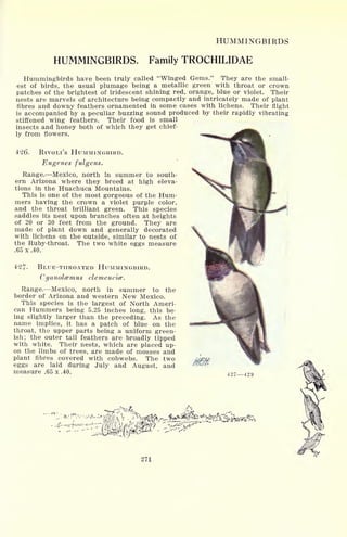 HUMMINGBIRDS
HUMMINGBIRDS. Family TROCHILIDAE
Hummingbirds have been truly called "Winged Gems." They are the small-
est of birds, the usual plumage being a metallic green with throat or crown
patches of the brightest of iridescent shining red, orange, blue or violet. Their
nests are marvels of architecture being compactly and intricately made of plant
fibres and downy feathers ornamented in some cases with lichens. Their flight
is accompanied by a peculiar buzzing sound produced by their rapidly vibrating
stiffened wing feathers. Their food is small
insects and honey both of which they get chief-
ly from flowers.
426. RIVOLI'S HUMMINGBIRD.
Eugenes fulgens.
Range. Mexico, north in summer to south-
ern Arizona where they breed at high eleva-
tions in the Huachuca Mountains.
This is one of the most gorgeous of the Hum-
mers having the crown a violet purple color,
and the throat brilliant green. This species
saddles its nest upon branches often at heights
of 20 or 30 feet from the ground. They are
made of plant down and generally decorated
with lichens on the outside, similar to nests of
the Ruby-throat. The two white eggs measure
.65 x .40.
427- BLUE-THROATED HUMMINGBIRD.
Cyanolcemus clemencies.
Range. Mexico, north in summer to the
border of Arizona and western New Mexico.
This species is the largest of North Ameri-
can Hummers being 5.25 inches long, this be-
ing slightly larger than the preceding. As the
name implies, it has a patch of blue on the
throat, the upper parts being a uniform green-
ish; the outer tail feathers are broadly tipped
with white. Their nests, which are placed up-
on the limbs of trees, are made of mosses and
plant fibres covered with cobwebs. The two
eggs are laid during July and August, and
measure .65 x .40.
4 <>7_429
271
 