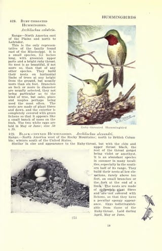 428. RUBY-THROATED
HUMMINGBIRD.
Archilochus colubris.
Range North America east
of the Plains and north to
Labrador.
This is the only represen-
tative of the family found
east of the Mississippi. It is
a small species, 3.5 inches
long, with greenish upper
parts and a bright ruby throat.
Its nest is as beautiful, if not
more so, than that of any
other species. They build
their nests on horizontal
limbs of trees at any height
from the ground, but usually
more than six feet. Branches
an inch or more in diameter
are usually selected, they not
being particular as to the
kind of tree, but oaks, pines
and maples perhaps being
used the most often. The
nests are made of plant fibres
and down, and the exterior is
completely covered with green
lichens so that it appears like
a small bunch of moss on the
limb. The two white eggs are
laid in May or June; size .50
x.35.
HUMMINGBIRDS
Ruby-throated Hummingbird
429- BLACK-CHINNED HUMMINGBIRD. Archilochus alexandri.
Range. North America west of the Rocky Mountains; north to British Colum
bia; winters south of the United States.
Similar in size and appearance to the Ruby-throat, but with the chin and
upper throat black, the
rest of the throat gorget
being violet or amethyst.
It is an abundant species
in summer in many locali-
ties, especially in the south-
'ern half of its range. They
build their nests a! low ele-
wtions, rarely above ten
feet, on small branches or
the .fork at the end of a
limit* T^he nests are made
of yellowislr plant fibres
and 'are 'not covered with
lichens, so that they have
a peculiar spongy appear-
ance. Eggs indistinguish-
able from those of the
Ruby-throat. Laid during
April, May or June.
18
 