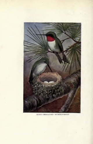 RUBY-THROATED HUMMINGBIRD
 