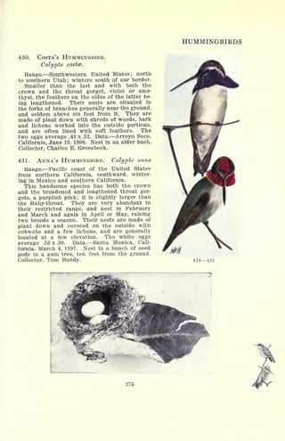 HUMMINGBIRDS
430. COSTA'S HUMMINGBIRD.
Calypte costce.
Range. Southwestern United States; north
to southern Utah; winters south of our border.
Smaller than the last and with both the
crown and the throat gorget, violet or ame-
thyst, the feathers on the sides of the latter be-
ing lengthened. Their nests are situated in
the forks of branches generally near the ground,
and seldom above six feet from it. They are
made of plant down with shreds of weeds, bark
and lichens worked into the outside portions,
and are often lined with soft feathers. The
two eggs average .48 x .32. Data. Arroyo Seco,
California, June 10, 1900. Nest in an alder bush.
Collector, Charles E. Groesbeck.
431. ANNA'S HUMMINGBIRD. Calypte anna
Range. Pacific coast of the United States
from northern California, southward, winter-
ing in Mexico and southern California.
This handsome species has both the crown
and the broadened and lengthened throat gor-
gets, a purplish pink; it is slightly larger than
the Ruby-throat. They are very abundant In
their restricted range, and nest in February
and March and again in April or May, raising
two broods a season. Their nests are made of
plant down and covered on the outside with
cobwebs and a few lichens, and are generally
located at a low elevation. The white eggs
average .50 x .30. Data. Santa Monica, Cali-
fornia, March 4, 1897. Nest in a bunch of seed
pods in a gum tree, ten feet from the ground.
Collector, Tom Bundy. 430431
275
 