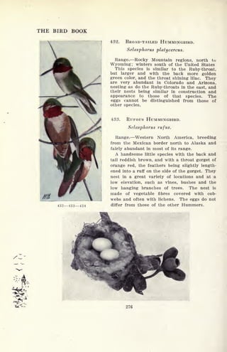 THE BIRD BOOK
432 433 434
432. BROAD-TAILED HUMMINGBIRD.
Selasphorus platycercus.
Range. Rocky Mountain regions, north to
Wyoming; winters south of the United States
This species is similar to the Ruby-throat,
but larger and with the back more golden
green color, and the throat shining lilac. They
are very abundant in Colorado and Arizona,
nesting as do the Ruby-throats in the east, and
their nests being similar in construction and
appearance to those of that species. The
eggs cannot be distinguished from those of
other species.
433. RUFOUS HUMMINGBIRD.
Selasphorus rufus.
Range. Western North America, breeding
from the Mexican border north to Alaska and
fairly abundant in most of its range.
A handsome little species with the back and
tail reddish brown, and with a throat gorget of
orange red, the feathers being slightly length-
ened into a ruff on the side of the gorget. They
nest in a great variety of locations and at a
low elevation, such as vines, bushes and the
low hanging branches of trees. The nest is
made of vegetable fibres covered with cob-
webs and often with lichens. The eggs do not
differ from those of the other Hummers.
276
 