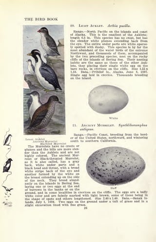 THE BIRD BOOK
V V
-v- V
20. LEAST AUKLET. Aethia pusilla.
Range. North Pacific on the islands and coast
of Alaska. This is the smallest of the Auklets;
length 6.5 in. This species has no crest, but has
the slender white plumes extending back from
the eye. The entire under parts are white sparse-
ly spotted with dusky. This species is by far the
most abundant of the water birds of the extreme
Northwest, and thousands of them, accompanied
by the two preceding species, nest on the rocky
cliffs of the islands of Bering Sea. Their nesting
habits are the same as those of the other Auk-
lets, they placing their single white egg on the
bare rocks, in crevices on the cliffs. Size 1.55 x
1.10. Data. Pribilof Is., Alaska, June 8, 1897.
Single egg laid in crevice. Thousands breeding
on the island.
White
21. ANCIENT MURRELET. Synthliboramphus
antiquus.
Range. Pacific Coast, breeding from the bord-
iLeast Auklet er of tne United States, northward, and wintering
Ancient Murrelet south to southern California.
Marbled Murrelet
The Murrelets have no crests or
plumes and the bills are more slen-
der than the Auklets and are not ^-^ '-^
/ J
*
-
liighly colored. The ancient Mur-
relet or Black-throated Murrelet, ^Bk '* .
c
-
. .
...
-
as it is also called, has a gray *
*
*V.* 
f
-
^
.
back, white under parts and a
black head and throat, with a broad
white stripe back of the eye and
another formed by the white on
the breast extending up on the side
of the neck. They breed abund-
antly on the islands in Bering Sea,
laying one or two eggs at the end
of burrows in the banks or on the
ground, and in some localities in crevices on the cliffs. The eggs are a buffy
white color and are faintly marked with light brown, some of these being in
the shape of spots and others lengthened. Siae 2.40 x 1.40. Data. Sanak Is-
lands, July 1, 1894. Two eggs on the ground under a tuft of grass and in a
slight excavation lined with fine grass.
26
*/
Buff
 