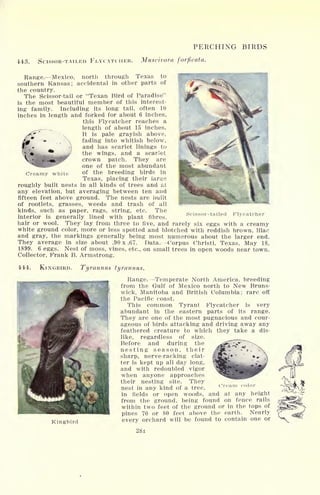 PERCHING BIRDS
443. SCISSOR-TAILED FLYCATCHER. MuSClVOTa forficdtd.
Creamy white
Scissor-tailed Flycatcher
Range. Mexico, north through Texas to
southern Kansas; accidental in other parts of
the country.
The Scissor-tail or "Texan Bird of Paradise"
is the most beautiful member of this interest-
ing family. Including its long tail, often 10
inches in length and forked for about 6 inches,
this Flycatcher reaches a
length of about 15 inches.
It is pale grayish above,
fading into whitish below,
and has scarlet linings to
the wings, and a scarlet
crown patch. They are
one of the most abundant
of the breeding birds in
Texas, placing their iara;e
roughly built nests in all kinds of trees and at
any elevation, but averaging between ten and
fifteen feet above ground. The nests are built
of rootlets, grasses, weeds and trash of all
kinds, such as paper, rags, string, etc. The
interior is generally lined with plant fibres,
hair or wool. They lay from three to five, and rarely six eggs with a creamy
white ground color, more or less spotted and blotched with reddish brown, lilac
and gray, the markings generally being most numerous about the larger end.
They average in size about .90 x .67. Data. Corpus Christi, Texas, May 18,
1899. 6 eggs. Nest of moss, vines, etc., on small trees in open woods near town.
Collector, Frank B. Armstrong.
444. KINGBIRD. Tyrannus tyrannus.
Range. Temperate North America, breeding
from the Gulf of Mexico north to New Bruns-
wick, Manitoba and British Columbia; rare off
the Pacific coast.
This common Tyrant Flycatcher is very
abundant in the eastern parts of its range.
They are one of the most pugnacious and cour-
ageous of birds attacking and driving away any
feathered creature to which they take a dis-
like, regardless of size.
Before and during the
nesting season, their
sharp, nerve-racking clat-
ter is kept up all day long,
and with redoubled vigor
when anyone approaches
their nesting site. They
nest in any kind of a tree,
in fields or open woods, and at any height
from the ground, being found on fence rails
within two feet of the ground or in the tops of
pines 70 or 80 feet above the earth. Nearly
every orchard will be found to contain one or
281
Cream t>olor
Kingbird
 