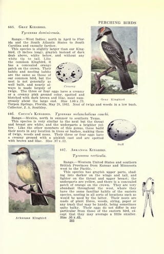 PERCHING BIRDS
445. GRAY KINGBIRD.
Tyrannus dominieensis.
Range. West Indies; north in April to Flor-
ida and the South Atlantic States to South
Carolina and casually farther.
This species is slightly larger than our King-
bird, (9 inches long), grayish instead of dark
drab above, white below, and without any
white tip to tail. Like
the common Kingbird, it
has a concealed orange
patch on the crown. Their
habits and nesting habits
are the same as those of
our common bird, but the
nest is not generally as
well built, and nearly al-
ways is made largely of
twigs. The three or four eggs have a creamy
or a creamy pink ground color, spotted and
blotched with dark brown and lilac, most num-
erously about the large end. Size 1.00 x .73.
Tarpon Springs, Florida, May 28, 1802. Nest of twigs and weeds in a low bush.
Collector, J. A. Southley.
Creamy
Gray Kingbird
446. COUCH'S KINGBIRD. Tyrannus melanclwlicus couchi.
Range. Mexico, north in summer to southern Texas.
This species is very similar to the next but the throat
and breast are white, and the underparts a brighter yel-
low. Like the other members of this genus, these build
their nests in any location in trees or bushes, making them
of twigs, weeds and moss. Their three or four eggs have
a creamy ground with a pinkish cast and are spotted
with brown and lilac. Size .97 x .12.
447. ARKANSAS KINGBIRD.
Tyrannus verticalis.
Buff
Arkansas Kingbird
Range. Western United States and southern
British Provinces from Kansas and Minnesota
west to the Pacific. '
This species has grayish upper parts, shad-
ing into darker on the wings and tail, and
lighter on the throat and upper breast; the
underparts are yellow, and there is a concealed
patch of orange on the crown. They are very
abundant throughout the west, where they
have the same familiar habits of the eastern
species, nesting in all sorts of locations such as
would be used by the latter. Their nests are
made of plant fibres, weeds, string, paper or
any trash that may be handy, being sometimes
quite bulky. Their eggs do not differ in any
particular from those of the eastern bird, ex-
cept that they may average a Uttle smaller.
Size .95x.65.
 