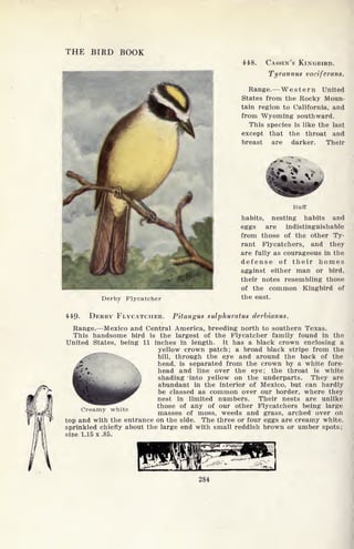 THE BIRD BOOK
448. CASSIN'S KINGBIRD.
Tyrannus vocifcrans.
Range. Western United
States from the Rocky Moun-
tain region to California, and
from Wyoming southward.
This species is like the last
except that the throat and
breast are darker. Their
Derby Flycatcher
Buff
habits, nesting habits and
eggs are indistinguishable
from those of the other Ty-
rant Flycatchers, and they
are fully as courageous in the
defense of their homes
against either man or bird,
their notes resembling those
of the common Kingbird of
the east.
. DERBY FLYCATCHER. Pitangus sulphuratus derbianus.
Range. Mexico and Central America, breeding north to southern Texas.
This handsome bird is the largest of the Flycatcher family found in the
United States, being 11 inches in length. It has a black crown enclosing a
yellow crown patch; a broad black stripe from the
,-./
"
bill, through the eye and around the back of the
head, is separated from the crown by a white fore-
head and line over the eye; the throat is white
shading into yellow on the underparts. They are
abundant in the interior of Mexico, but can hardly
be classed as common over our border, where they
nest in limited numbers. Their nests are unlike
those of any of our other Flycatchers being large
masses of moss, weeds and grass, arched over on
top and with the entrance on the side. The three or four eggs are creamy white,
sprinkled chiefly about the large end with small reddish brown or umber spots ;
size 1.15x.85.
Creamy white
284
 