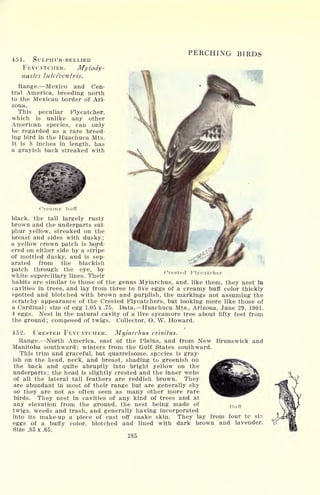 451. SULPHUR-BELLIED
FLYCATCHER. Myiody-
nastes luteiventris .
Range. Mexico and Cen-
tral America, breeding north
to the Mexican border of Ari-
zona.
This peculiar Flycatcher,
which is unlike any other
American species, can only
be regarded as a rare breed-
ing bird in the Huachuca Mts.
It is 8 inches in length, has
a grayish back streaked with
PERCHING BIRDS
Crested Flycatcher
Creamy buff
black, the tail largely rusty
brown and the underparts sul-
phur yellow, streaked on the
breast and sides with dusky;
a yellow crown patch is bord-
ered on either side by a stripe
of mottled dusky, and is sep-
arated from the blackish
patch through the eye, by
white superciliary lines. Their
habits are similar to those of the genus Myiarchus, and, like them, they nest in
cavities in trees, and lay from three to five eggs of a creamy buff color thickly
spotted and blotched with brown and purplish, the markings not assuming the
scratchy appearance of the Crested Flycatchers, but looking more like those of
a Cardinal; size of egg 1.05 x .75. Data. Huachuca Mts., Arizona, June 29, 1901.
4 eggs. Nest in the natural cavity of a live sycamore tree about fifty feet from
the ground; composed of twigs. Collector, O. W. Howard.
4-52. CRESTED FLYCATCHER. Myiarchns crinitus.
Range. North America, east of the Plains, and from New Brunswick and
Manitoba southward; winters from the Gulf States southward.
This trim and graceful, but quarrelsome, species is gray-
ish on the head, neck, and breast, shading to greenish on
the back and quite abruptly into bright yellow on the
underparts; the head is slightly crested and the inner webs
of all the lateral tail feathers are reddish brown. They
are abundant in most of their range but are generally shy
so they are not as often seen as many other more rare
birds. They nest in cavities of any kind of trees and at
any elevation from the ground, the nest being made of Huff
twigs, weeds and trash, and generally having incorporated
into its make-up a piece of cast off snake skin. They lay from four to six
eggs of a buffy color, blotched and lined with dark brown and lavender.
Size .85 x .65.
285
 