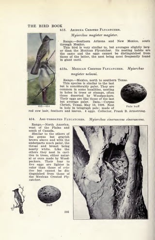 THE BIRD BOOK
453. ARIZONA CRESTED FLYCATCHER.
Myiarchus magister magister.
Range. Southern Arizona and New Mexico, south
through Mexico.
This bird is very similar to, but averages slightly larg-
er than the Mexican Flycatcher. Its nesting habits are
the same and the eggs cannot be distinguished from
those of the latter, the nest being most frequently found
in giant cacti.
453a. MEXICAN CRESTED FLYCATCHER. Myiarchus
magister nelsoni.
Range. Mexico, north to southern Texas.
This species is similar to the last
but is considerably paler. They are
common in some localities, nesting
in holes in trees or stumps, often
those deserted by Woodpeckers.
Their eggs are like those of the last
but average paler. Data. Corpus
Christi, Texas, May 10, 1899. Nest
in hole in telegraph pole; made of
red cow hair, feathers and leaves. 4 eggs. Collector, Prank B. Armstrong,
Pale buff
454. ASH-THROATED FLYCATCHER. Myiarchus cinerascens cinerascens.
Range. North America,
west of the Plains and
south of Canada.
Similar to the others of
the genus but grayish
brown above and with the
underparts much paler, the
throat and breast being
nearly white. Like the
others they nest in cavi-
ties in trees, either natur-
al or ones made by Wood-
peckers. Their four to
five eggs are lighter in
color than those of crin-
itus but cannot be dis-
tinguished from those of
the Mexican Crested Fly-
catcher.
Buff
286
 
