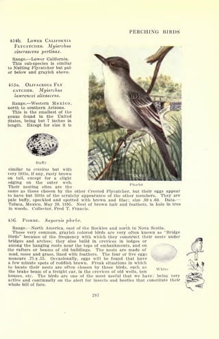 PERCHING BIRDS
454b. LOWER CALIFORNIA
FLYCATCHER. Myiarchus
cinerascens pertinax.
Range. Lower California.
This sub-species is similar
to Nutting Flycatcher but pal-
er below and grayish above.
455a. OLIVACEOUS FLY
CATCHER. Myiarchus
lawrencei olivascens.
Range. Western Mexico,
north to southern Arizona.
This is the smallest of the
genus found in the United
States, being but 7 inches in
length. Except for size it is
.
'
Buffy
similar to crinitus but with
very little, if any, rusty brown
on tail, except for a slight
edging on the outer web.
Their nesting sites are the
same as those chosen by the other Crested Flycatcher, but their eggs appear
to have but little of the scratchy appearance of the other members. They are
pale buffy, speckled and spotted with brown and lilac; size .80 x .60. Data. -
Toluca, Mexico, May 20, 1895. Nest of brown hair and feathers, in hole in tree
in woods. Collector, Fred T. Francis.
Phoebe
4-56. PHCEBE. Sayornis phoebe.
Range. North America, east of the Rockies and north to Nova Scotia.
These very common, grayish colored birds are very often known as "Bridge
Birds" because of the frequency with which they construct their nests under
bridges and arches; they also build in crevices in ledges or
among the hanging roots near the tops of embankments, and on
the rafters or beams of old buildings. The nests are made of
mud, moss and grass, lined with feathers. The four or five eggs
measure .75 x .55. Occasionally, eggs will be found that have
a few minute spots of reddish brown. Freak situations in which
to locate their nests are often chosen by these birds, such as
white
the brake beam of a freight car, in the crevices of old wells, hen
houses, etc. The birds are one of the most useful that we have; being very
active and continually on the alert for insects and beetles that constitute their
whole bill of fare.
287
 