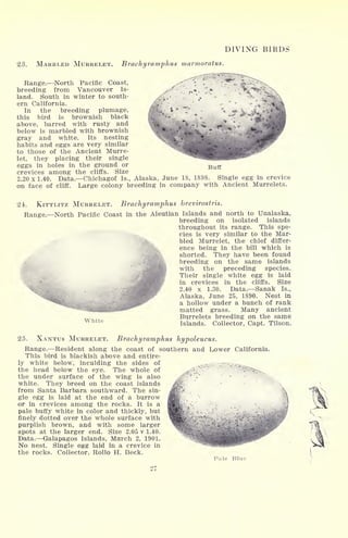 DIVING BIRDS
23. MARBLED MURRELET. Brachyramphus marmoratus.
I
Range. North Pacific Coast,
breeding from Vancouver Is-
land. South in winter to south- , .
f ,
ern California. /L:
In the breeding plumage,
this bird is brownish black
above, barred with rusty and
below is marbled with brownish
gray and white. Its nesting
habits and eggs are very similar
to those of the Ancient Murre-
let, they placing their single
eggs in holes in the ground or Buffi
crevices among the cliffs. Size
2.20 x 1.40. Data. Chichagof Is., Alaska, June IS, 1898. Single egg in crevice
on face of cliff. Large colony breeding in company with Ancient Murrelets.
24. KITTLITZ MURRELET. Brachyramphus brevirostris.
Range. North Pacific Coast in the Aleutian Islands and north to Unalaska,
breeding on isolated islands
throughout its range. This spe-
cies is very similar to the Mar-
bled Murrelet, the chief differ-
ence being in the bill which is
shorted. They have been found
IL breeding on the same islands
|p with the preceding species.
Their single white egg is laid
in crevices in the cliffs. Size
2.40 x 1.30. Data. Sanak Is.,
Alaska, June 25, 1890. Nest in
a hollow under a bunch of rank
matted grass. Many ancient
Burrelets breeding on the same
Islands. Collector, Capt. Tilson.
25. XANTUS MURRELET. Brachyramphus hypoleucus.
Range. Resident along the coast of southern and Lower California.
This bird is blackish above and entire-
ly white below, inculding the sides of
the head below the eye. The whole of
<#&?"
the under surface of the wing is also
white. They breed on the coast islands
from Santa Barbara southward. The sin-
gle egg is laid at the end of a burrow
or in crevices among the rocks. It is a
pale buffy white in color and thickly, but
finely dotted over the whole surface with
purplish brown, and with some larger
spots at the larger end. Sise 2.05 v 1.40.
Data. Galapagos Islands, March 2, 1901.
No nest. Single egg laid in a crevice in
the rocks. Collector, Hollo H. Beck.
Pale Blue
 
