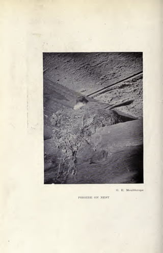 G. E. Moulthrope
PHOEBE ON NEST
 