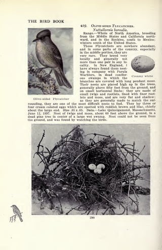 THE BIRD BOOK
459. OLIVE-SIDED FLYCATCHER.
Nuttallornis borealis.
Range. Whole of North America, breeding
from the Middle States and California north-
ward, and in the Rockies, south to Mexico;
winters south of the United States.
These Flycatchers are nowhere abundant,
and in some parts of the country, especially
in the middle portion, they are
very rare. They breed very 1^^
locally and generally not /#jiT
more than one pair in any lo-
cality. In New England, L
have always found them nest-
ing in company with Parula
Warblers, in dead conifer-
ous swamps in which the
branches are covered with long pendant moss,
Their nests are placed high up in the trees,
^ generally above fifty feet from the ground, and
r "C^SL ^ on small horizontal limbs; they are made of
small twigs and rootlets, lined with finer root-
lets and moss, and are very flat and shallow;
as they are generally made to match the sur-
rounding, they are one of the most difficult nests to find. They lay three or
four cream colored eggs which are spotted with reddish brown and lilac, chiefly
about the large end. Size .85 x .65. Data. Lake Quinsigamond, Massachusetts,
June 12, 1897. Nest of twigs and moss, about 60 feet above the ground, in a
dead pine tree in center of a large wet swamp. Nest could not be seen from
the ground, and was found by watching the birds.
Creamy white
Olive-sided Flycatcher
 