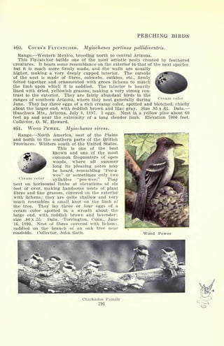 PERCHING BIRDS
4*60. COUES'S FLYCATCHER. Myiochanes pertinax pallidiventris.
Range. Western Mexico, breeding north to central Arizona.
This Flycatcher builds one of the most artistic nests created by feathered
creatures. It bears some resemblance on the exterior to that of the next species,
but it is much more firmly made, and the walls are usually
higher, making a very deeply cupped interior. The outside
of the nest is made of fibres, cobwebs, catkins, etc., firmly
felted together and ornamented with green lichens to match
the limb upon which it is saddled. The interior is heavily
lined with dried, yellowish grasses, making a very strong con-
trast to the exterior. They are fairly abundant birds in the
ranges of southern Arizona, where they nest generally during
June. They lay three eggs of a rich creamy color, spotted and blotched, chiefly
about the larger end, with reddish brown and lilac gray. Size .95 x .61. Data.
Huachuca Mts., Arizona, July 8, 1897. 3 eggs. Nest in a yellow pine about 60
feet up and near the extremity of a long slender limb. Elevation 7000 feet.
Collector, O. W. Howard.
461. WOOD PEWEE. Myiochanes virens.
Range. North America, east of the Plains
and north to Ihe southern parts of the British
Provinces. Winters south of the United States.
This is one of the best
known and one of the most
common frequenters of open
woods, where all summer
long its pleasing notes may
be heard, resembling "Pee-a-
wee" or sometimes only two
syllables "pee-wee." They
nest on horizontal limbs at elevations of six
feet or over, making handsome nests of plant
fibres and fine grasses, covered on the exterior
with lichens; they are quite shallow and very
much resembles a small knot on the limb of
the tree. They lay three or four eggs of a
ceram color spotted in a wreath about the
large end, with reddish brown and lavender;
size .80 x .55. Data. Torrington, Conn., June
16, 1890. Nest of fibres covered with lichens,
saddled on the branch of an oak tree near
roadside. Collector, John Gath. Wood Pewee
Cream color
Chickadee Family
291
 