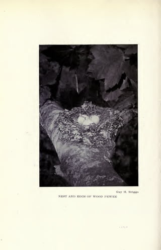Guy H. Briggs
NEST AND EGGS OF WOOD PEWEE
 