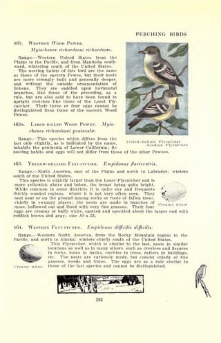 PERCHING BIRDS
462. WESTERN WOOD PEWEE.
Myiochanes richardsoni richardsom.
Range. Western United States from the
Plains to the Pacific, and from Manitoba south-
ward, wintering south of the United States.
The nesting habits of this bird are the same
as those of the eastern Pewee, but their nests
are more strongly built and generally deeper,
and without the outside ornamentation of
lichens. They are saddled upon horizontal
branches, like those of the preceding, as a
rule, but are also said to have been found in
upright crotches like those of the Least Fly-
catcher. Their three or four eggs cannot be
distinguished from those of the eastern Wood
Pewee.
462a. LARGE-BILLED WOOD PEWEE. Mi/io-
chanes richardsoni peninsulas.
Range. This species which differs from the
last only slightly, as is indicated by the name,
inhabits the peninsula of Lower California; its
nesting habits and eggs will not differ from those of the other Pewees.
Yellow-bellied Flycatcher
Acadian Flycatcher
463. YELLOW-BELLIED FLYCATCHER. Empidonax flaviventris.
Range. North America, east of the Plains and north to Labrador; winters
south of the United States.
This species is slightly larger than the Least Flycatcher and is
more yellowish above and below, the breast being quite bright. ,
While common in some districts it is quite shy and frequents *
thickly wooded regions, where it is not very often seen. They '<*
nest near or on the ground among rocks or roots of fallen trees. <
*
;"
chiefly in swampy places; the nests are made in bunches of
*
v
moss, hollowed out and lined with very fine grasses. Their four
eggs are creamy or buffy white, spotted and speckled about the larger end with
reddish brown and gray; size .68 x .51.
464. WESTERN FLYCATCHER. Empidonax diffictyis difficilis.
Range. Western North America, from the Rocky Mountain region to the
Pacific, and north to Alaska; winters chiefly south of the United States.
This Flycatcher, which is similar to the last, nests in similar
>' r- locations as well as in many others, such as crevices and fissures
in rocks, holes in banks, cavities in trees, rafters in buildings,
etc. The nests are variously made, but consist chiefly of fine
grasses, weeds and fibres. The eggs are as a rule similar to
Creamv white those of the last species and cannot be distinguished.
 