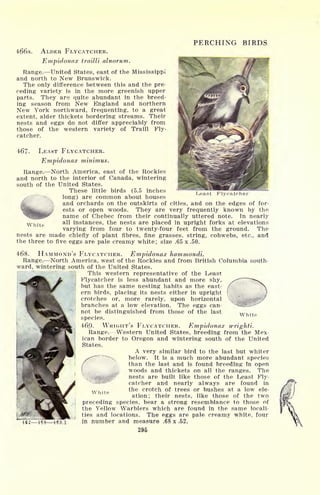 Least Flycatcher
White
PERCHING BIRDS
466a. ALDER FLYCATCHER.
Empidonax trailli alnorum.
Range. United States, east of the Mississippi
and north to New Brunswick.
The only difference between this and the pre-
ceding variety is in the more greenish upper
parts. They are quite abundant in the breed-
ing season from New England and northern
New York northward, frequenting, to a great
extent, alder thickets bordering streams. Their
nests and eggs do not differ appreciably from
those of the western variety of Traill Fly-
catcher.
467- LEAST FLYCATCHER.
Empidonax minimus.
Range. North America, east of the Rockies
and north to the interior of Canada, wintering
south of the United States.
These little birds (5.5 inches
long) are common about houses
and orchards on the outskirts of cities, and on the edges of for-
ests or open woods. They are very frequently known by the
name of Chebec from their continually uttered note. In nearly
all instances, the nests are placed in upright forks at elevations
varying from four to twenty-four feet from the ground. The
nests are made chiefly of plant fibres, fine grasses, string, cobwebs, etc., and
the three to five eggs are pale creamy white; size .65 x .50.
468. HAMMOND'S FLYCATCHER. Empidonax hammondi.
Range. North America, west of the Rockies and from British Columbia south-
ward, wintering south of the United States.
This western representative of the Least
Flycatcher is less abundant and more shy,
but has the same nesting habits as the east-
ern birds, placing its nests either in upright
crotches or, more rarely, upon horizontal
branches at a low elevation. The eggs can-
not be distinguished from those of the last
species.
469. WRIGHT'S FLYCATCHER. Empidona.r wrighti.
Range/ Western United States, breeding from the Mex-
ican border to Oregon and wintering south of the United
States.
A very similar bird to the last but whiter
^"~ below. It is a much more abundant species
/ than the last and is found breeding In open
woods and thickets on all the ranges. The
nests are built like those of the Least Fly-
catcher and nearly always are found in
the crotch of trees or bushes at a low ele-
ation; their nests, like those of the two
preceding species, bear a strong resemblance to those of
the Yellow Warblers which are found in the same locali-
ties and locations. The eggs are pale creamy white, four
in number and measure .68 x .52,
White
White
469 4694
295
 