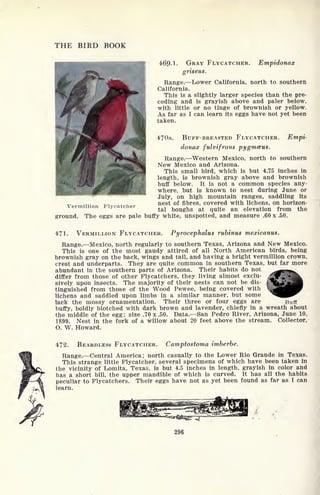 THE BIRD BOOK
469-1- GRAY FLYCATCHER. Emptdonax
griseus.
Range. Lower California, north to southern
California.
This is a slightly larger species than the pre-
ceding and is grayish above and paler below,
with little or no tinge of brownish or yellow.
As far as I can learn its eggs have not yet been
taken.
470a. BUFF-BREASTED FLYCATCHER. Empi-
donax fulvifrons pygmceus.
Range. Western Mexico, north to southern
New Mexico and Arizona.
This small bird, which is but 4.75 inches in
length, is brownish gray above and brownish
buff below. It is not a common species any-
where, but is known to nest during June or
July, on high mountain ranges, saddling its
nest of fibres, covered with lichens, on horizon-
tal boughs at quite an elevation from the
ground. The eggs are pale buffy white, unspotted, and measure .60 x .50.
Vermillion Flycatcher
471- VERMILLION FLYCATCHER. Pyrocephalus rubinus mexicanus.
Range. Mexico, north regularly to southern Texas, Arizona and New Mexico.
This is one of the most gaudy attired of all North American birds, being
brownish gray on the back, wings and tail, and having a bright vermillion crown,
crest and underparts. They are quite common in southern Texas, but far more
abundant in the southern parts of Arizona. Their habits do not
differ from those of other Flycatchers, they living almost exclu-
sively upon insects. The majority of their nests can not be dis-
tinguished from those of the Wood Pewee, being covered with
lichens and saddled upon limbs in a similar manner, but some
lack the mossy ornamentation. Their three or four eggs are Buff
buffy, boldly blotched with dark brown and lavender, chiefly in a wreath about
the middle of the egg; size .70 x .50. Data. San Pedro River, Arizona, June 10,
1899. Nest in the fork of a willow about 20 feet above the stream. Collector,
O. W. Howard.
472. BEARDLESS FLYCATCHER. Camptostoma imberbe.
Range. Central America; north casually to the Lower Rio Grande in Texas.
This strange little Flycatcher, several specimens of which have been taken in
the vicinity of Lomita, Texas, is but 4.5 inches in length, grayish in color and
has a short bill, the upper mandible of which is curved. It has all the habits
peculiar to Flycatchers. Their eggs have not as yet been found as far as I can
learn.
 