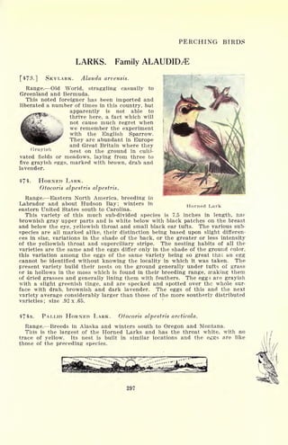 PERCHING BIRDS
LARKS. Family ALAUDID^E
Grayish
[473.] SKYLARK. Alauda arvensis.
Range. Old World, straggling casually to
Greenland and Bermuda.
This noted foreigner has been imported and
liberated a number of times in this country, but
apparently is not able to
thrive here, a fact which will
not cause much regret when
we remember the experiment
with the English Sparrow.
They are abundant in Europe
and Great Britain where they
nest on the ground in culti-
vated fields or meadows, laying from three to
five grayish eggs, marked with brown, drab and
lavender.
474. HORNED LARK.
Otocoris alpestris alpestris.
Range. Eastern North America, breeding in
Labrador and about Hudson Bay; winters in
eastern United States south to Carolina.
This variety of this much sub-divided species is 7.5 inches in length, ha?
brownish gray upper parts and is white below with black patches on the breast
and below the eye, yellowish throat and small black ear tufts. The various sub-
species are all marked alike, their distinction being based upon slight differen-
ces in size, variations in the shade of the back, or the greater or less intensity
of the yellowish throat and superciliary stripe. The nesting habits of all the
varieties are the same and the eggs differ only in the shade of the ground color,
this variation among the eggs of the same variety being so great that an egg
cannot be identified without knowing the locality in which it was taken. The
present variety build their nests on the ground generally under tufts of grass
or in hollows in the moss which is found in their breeding range, making them
of dried grasses and generally lining them with feathers. The eggs are grayish
with a slight greenish tinge, and are specked and spotted over the whole sur-
face with drab, brownish and dark lavender. The eggs of this and the next
variety average considerably larger than those of the more southerly distributed
varieties; size .92 x .65.
Horned Lark
474a. PALLID HORNED LARK. Otocoris alpestris arcticola.
Range. Breeds in Alaska and winters south to Oregon and Montana.
This is the largest of the Horned Larks and has the throat white, with no
trace of yellow. Its nest is built in similar locations and the eggs are like
those of the preceding species.
297
 