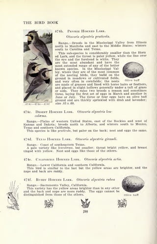 THE BIRD BOOK
.474c 474e 47
474b. PRAIRIE HORNED LARK.
Otocoris alpestris praticola.
Range. Breeds in the Mississippi Valley from Illinois
north to Manitoba and east to the Middle States; winters
south to Carolina and Texas.
This sub-species is considerably smaller than the Horn
ed Lark, and the throat is paler yellow, while the line over
the eye and the forehead is white. They
are the most abundant and have the
most extended range of any of the better
known species. In the Mississippi Val-
ley, where they are of the most common
of the nesting birds, they build on the
ground in meadows or cultivated fields,
and very often in cornfields; the nests
are made of grasses and lined with horse hairs or feathers,
and placed in slight hollows generally under a tuft of grass
or sods. They raise two broods a season and sometimes
three, laying the first set of eggs in March and another in
June or July. The three or four eggs have an olive buff
ground and are thickly sprinkled with drab and lavender;
size .83 x .60.
474c. DESERT HORNED LARK. Otocoris alpestris leu-
colcema.
Range. Plains of western United States, east of the Rockies and west of
Kansas and Dakota; breeds north to Alberta, and winters south to Mexico,
Texas and southern California.
This species is like praticola, but paler on the back; nest and eggs the same.
474d. TEXAS HORNED LARK. Otocoris alpestris giraudi.
Range. Coast of southeastern Texas.
A pale variety like leucnlwma, but smaller; throat bright yellow, and breast
tinged with yellow. Nest and eggs like those of the others.
474e. CALIFORNIA HORNED LARK. Otocoris alpestris actia.
Range. Lower California and southern California.
This bird is similar to the last but the yellow areas are brighter, and the
nape and back are ruddy.
474f. RUDDY HORNED LARK. Otocoris alpestris rubea
Range/ Sacramento Valley, California.
This variety has the yellow areas brighter than in any other
and the back and nape are more ruddy. The eggs cannot be
distinguished from those of the others. Olive buff
 