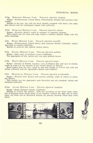 PERCHING BIRDS
474g. STREAKED HORNED LARK. Ostocoris alpestris strigata.
Range. Northwestern United States (Washington, Oregon and northern Cali-
fornia).
Similar to the last, but with the back broadly streaked with black, the ruddy
less intense and the underparts tinged with yellowish.
474h. SCORCHED HORNED LARK. Otacoris alpestris adusta.
Range. Western Mexico, north in summer to southern Arizona.
This variety has the back and nape nearly a uniform pinkish ruddy with but
little streaking.
4741. DUSKY HORNED LARK. Otocoris alpestris merrilli.
Range. Northwestern United States and southern British Columbia, winter-
ing south to central California.
Similar to praticola but slightly darker above.
474j. SONORA HORNED LARK. Otocoris alpestris pallida.
Range. Gulf coast of northern Lower California.
The upperparts of this variety are very pale pinkish brown.
474k. HOYT'S HORNED LARK. Otocoris alpestris hoyti.
Range. Interior of British America, west of Hudson Bay and east of Alaska,
south in winter in the interior of the United States to Kansas.
Much larger than the last; equal in size and similar to articola but with the
throat yellowish and the upperparts darker and brighter.
4741. MONTEZUMA HORNED LARK. Otocoris alpestris occidentalis.
Range. Western New Mexico and eastern Arizona, south in winter to north-
ern Mexico.
This variety has the upperparts pale brownish and not streaked; throat and
forehead yellowish.
474m. ISLAND HORNED LARK. Otocoris alpestris insularis.
Range. Santa Barbara Islands, California.
Similar to strigata but darker. With the exception of the three large varie-
ties of Horned Larks found north of our borders, neither the eggs nor, in most
cases, the birds can be identified without the precise location where they were
taken.
299
 