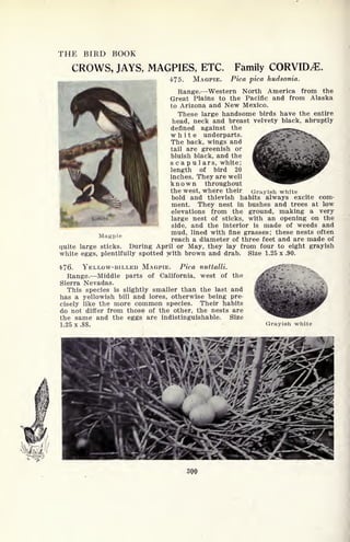 THE BIRD BOOK
CROWS, JAYS, MAGPIES, ETC. Family CORVID^E.
475. MAGPIE. Pica pica hudsonia.
Range. Western North America from the
Great Plains to the Pacific and from Alaska
to Arizona and New Mexico.
These large handsome birds have the entire
head, neck and breast velvety black, abruptly
defined against the
white underparts.
The back, wings and
tail are greenish or
bluish black, and the
scapulars, white ;
length of bird 20
inches. They are well
known throughout
the west, where their Grayish white
bold and thievish habits always excite com-
ment. They nest in bushes and trees at low
elevations from the ground, making a very
large nest of sticks, with an opening on the
side, and the interior is made of weeds and
mud, lined with fine grasses; these nests often
reach a diameter of three feet and are made of
large sticks. During April or May, they lay from four to eight grayish
eggs, plentifully spotted with brown and drab. Size 1.25 x .90.
Mag-pie
quite
white
4<76. YELLOW-BILLED MAGPIE. Pica nuttalli.
Range. Middle parts of California, west of the
Sierra Nevadas.
This species is slightly smaller than the last and
has a yellowish bill and lores, otherwise being pre-
cisely like the more common species. Their habits
do not differ from those of the other, the nests are
the same and the eggs are indistinguishable. Size
1.25 x.88. Grayish white
A /
300
 