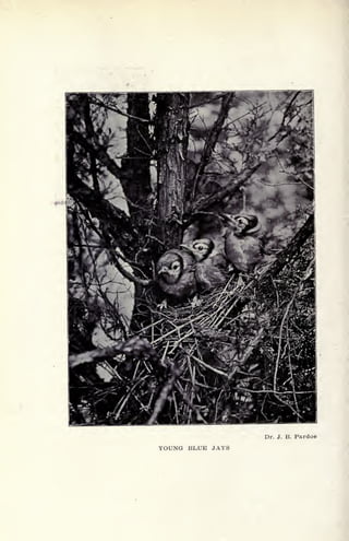 YOUNG BLUE JAYS
Dr. J. B. Pardoe
 