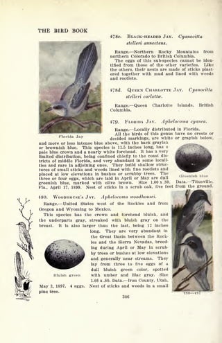 THE BIRD BOOK
fcf
478c. BLACK-HEADED JAY. Cyanocitta
stelleri annectens.
Range. Northern Rocky Mountains from
northern Colorado to British Columbia.
The eggs of this sub-species cannot be iden-
tified from those of the other varieties. Like
the others, their nests are made of sticks plast-
ered together with mud and lined with weeds
and rootlets.
178d. QUEEN CHARLOTTE JAY. Cyanocitta
stelleri carlottce.
Range. Queen Charlotte Islands, British
Columbia.
-..,
:
479. FLORIDA JAY. Aphelocoma cyanea.
Range. Locally distributed in Florida.
All the birds of this genus have no crests or
londa jay decided markings, are white or grayish below,
and more or less intense blue above, with the back grayish mmm
or brownish blue. This species is 11.5 inches long, has a
pale blue crown and a nearly white forehead. It has a very
limited distribution, being confined chiefly to the coast dis-
tricts of middle Florida, and very abundant in some locali-
ties and rare in adjoining ones. They build shallow struc-
tures of small sticks and weeds lined with fine rootlets and
placed at low elevations in bushes or scrubby trees. The
three or four eggs, which are laid in April or May are dull
greenish blue, marked with olive brown. Size 1.00 x .80.
Greenish blue
Data. Titusville,,
Fla., April 17, 1899. Nest of sticks in a scrub oak, five feet
fromj:he ground.
480. WOODHOUSE'S JAY. Aphelocoma woodhousei.
Range. United States west of the Rockies and from
Oregon and Wyoming to Mexico.
This species has the crown and forehead bluish, and
the underparts gray, streaked with bluish gray on the
breast. It is also larger than the last, being 12 inches
long. They are very abundant in
the Great Basin between the Rock-
^: "**- ies and the Sierra Nevadas, breed-
ing during April or May in scrub
by trees or bushes at low elevations
and generally near streams. They
lay from three to five eggs of a
dull bluish green color, spotted
with umber and lilac gray. Size
1.08 x .80. Data. Iron County, Utah,
Nest of sticks and weeds in a small
Bluish green
May 3, 1897.
pinq tree.
4 eggs.
}S7
306
 