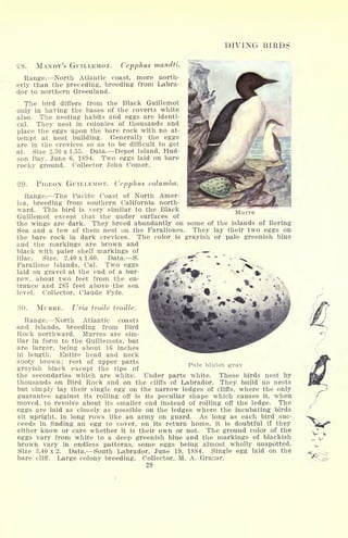 DIVING BIRDS
Murre
28. MANDT'S GUILLEMOT. Cepphus mandti.
Range. North Atlantic coast, more north-
erly than the preceding, breeding from Labra-
dor to northern Greenland.
The bird differs from the Black Guillemot
only in having the bases of the coverts white
also. The nesting habits and eggs are identi-
cal. They nest in colonies of thousands and
place the' eggs upon the bare rock with no at-
tempt at nest building. Generally the eggs
are in the crevices so as to be difficult to get
at. Size 2.30 x 1.55. Data. Depot Island, Hud-
son Bay, June 6, 1894. Two eggs laid on bare
rocky ground. Collector John Comer.
29. PIGEON GUILLEMOT. Cepphus columba.
Range. The Pacific Coast of North Amer-
ica, breeding from southern California north-
ward. This bird is very similar to the Black
Guillemot except that the under surfaces of
the wings are dark. They breed abundantly on some of the islands of Bering
Sea and a few of them nest on the Farallones. They lay their two eggs on
the bare rock in dark crevices. The color is grayish or pale greenish blue
and the markings are brown and
black with paler shell markings of ,.**. .
lilac. Size, 2.40 x 1.60. Data. S.
Farallone Islands, Cal. Two eggs
laid on gravel at the end of a bur-
row, about two feet from the en-
trance and 285 feet above the sea
level. Collector, Claude Fyfe.
SO. MURRE. Uria troile troille.
Range. North Atlantic coasts
and islands, breeding from Bird
Rock northward. Murres are sim-
ilar in form to the Guillemots, but
are larger, being about 16 inches
in length. Entire head and neck
sooty brown ; rest of upper parts
grayish black except the tips of
the secondaries which are white.
Pale bluish gray
Under parts white. These birds nest by
thousands on Bird Rock and on the cliffs of Labrador. They build no nests
but simply lay their single egg on the narrow ledges of cliffs, where the only
guarantee against its rolling off is its peculiar shape which causes it, when
moved, to revolve about its smaller end instead of rolling off the ledge. The
eggs are laid as closely as possible on the ledges where the incubating birds
sit upright, in long rows like an army on guard. As long as each bird suc-
ceeds in finding an egg to cover, on its return home, it is doubtful if they
either know or care whether it is their own or not. The ground color of the
eggs vary from white to a deep greenish blue and the markings of blackish
brown vary in endless patterns, some eggs being almost wholly unspotted.
Size 3.40 x 2. Data. South Labrador, June 19, 1884. Single egg laid on the
bare cliff. Large colony breeding. Collector, M. A. Granar.
29
 