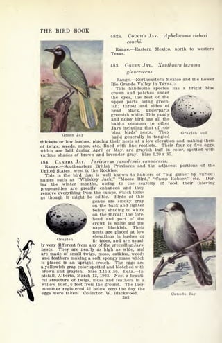 Green Jay Grayish buff
THE BIRD BOOK
482a. COUCH'S JAY. Aphelocoma sieberi
couchi.
Range. Eastern Mexico, north to western
Texas.
483. GREEN JAY. Xanthoura luxuosa
glaucescens.
Range. Northeastern Mexico and the Lower
Rio Grande Valley in Texas. -
This handsome species has a bright blue
crown and patches under
the eyes, the rest of the ^ ;-.?**' r"
upper parts being green-
ish; throat and sides of
head black, underparts
greenish white. This gaudy
and noisy bird has all the
habits common to other
Jays including that of rob-
bing birds' nests. They
build generally in tangled
thickets or low bushes, placing their nests at a low elevation and making them
of twigs, weeds, moss, etc., lined with fine rootlets. Their four or five eggs,
which are laid during April or May, are grayish buff in color, spotted with
various shades of brown and lavender gray. Size 1.20 x .85.
484. CANADA JAY. Perisoreus canadensis canadensis.
Range. Southeastern British Provinces and the adjacent portions of the
United States ;
west to the Rockies.
This is the bird that is well known to hunters of "big game" by various
names such as "Whiskey Jack," "Moose Bird," "Camp Robber," etc. Dur-
ing the winter months, owing to the scarcity of food, their thieving
propensities are greatly enhanced and they
remove everything from the camps, which looks
as though it might be edible. Birds of this
genus are smoky gray
on the back and lighter
below, shading to white
on the throat; the fore-
head and part of the
crown is white and the
nape blackish. Their
nests are placed at low
elevations in bushes or
fir trees, and are usual-
ly very different from any of the preceding Jays'
nests. They are nearly as high as wide, and
are made of small twigs, moss, catkins, weeds
and feathers making a soft spongy mass which
is placed in an upright crotch. The eggs are
a yellowish gray color spotted and blotched with
brown and grayish. Size 1.15 x .80. Data. In-
nisfail, Alberta, March 12, 1903. Nest a beauti-
ful structure of twigs, moss and feathers in a
willow bush, 6 feet from the ground. The ther-
mometer registered 32 below zero the day the
eggs were taken. Collector, W. Blackwood.
308
Grayish
Canada Jay
 