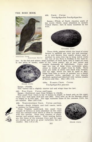 THE BIRD BOOK
488. CROW. Corvus
brachyrhynchos brachyrhynchos.
Range. Whole of North ATnerica south of
the Arctic Circle; most abundant in eastern
United States; rare in many localities in the
west.
American Crow
American Raven
Greenish white
These birds, against which the hand of every
farmer is uplifted, are very shy and cunning;
as is well known, they nearly always post a
sentinel in some tree top to keep watch while
the rest of the flock is feeding in the field be-
low. In the fall and winter, large numbers of them flock, and at night all roost
in one piece of woods; some of the "crow roosts" are of vast extent and
contain thousands of individuals. Crows nest
near the tops of large trees, preferably pines,
either in woods or single trees in fields. Their
nests are made of sticks and lined with rootlets,
and the eggs, which are laid in April or May,
range from four to seven in number, are a bluish
or greenish white, sparingly or very densely
speckled, spotted and blotched with various shades
of brown and lilac. Size 1.60 x 1.15.
Bluish white
4<88a. FLORIDA CROW. Corvus
brachyrhynchos pascuus.
Range. Florida.
This variety has a slightly shorter tail and wings than the last.
490. FISH CROW. Corvus ossifragus.
Range. Northwest coast from Oregon to Alaska.
This small Crow which is but 16 inches in length, is found only on the coast,
where they feed upon shell fish and offal. They nest, as do the Ravens, either
on ledges or in tree tops. The eggs resemble those of the common Crow, but
are smaller. Size 1.55 x 1.05.
489- NORTHWESTERN CROW. Corvus caurinus.
Range. South Atlantic and Gulf coasts, north
in summer to Connecticut.
From Virginia southward, this small Crow
(length 16 inches) is more abundant on the coast
than the common Crow which is often in company
with this species. Their food consists of grain,
berries, and animal matter. Their nesting habits
are like those of the common Crow and the eggs
are similar and have as great variations, but are
smaller. Size 1.45 x 1.05.
312
Bluish white
 